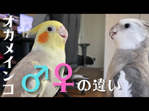 【オカメインコ】オスとメスの特徴　見分け方【徹底比較！】