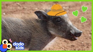 Guess Who This Warthog Picked for a Best Friend! | Animal Videos For Kids | Dodo Kids