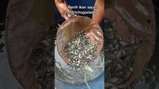 Benih ikan sepat Siam ( Trichogaster ) #ikan #shots #ikan sepat #video @fawase