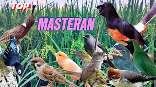 MASTERAN BURUNG KACER MURAI BATU CUCAK IJO ISIAN BANYAK // SUARA JERNIH JEDA ISIAN BANYAK