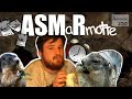 O sont les animaux en hiver  marmottes et asmr  antenne zoo n7