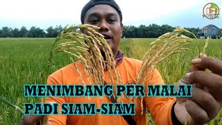 Weighing Per Malai Siam Rice - Siam