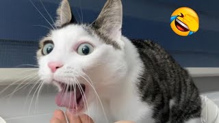 New Funny Videos 2024😂 |Cutest Cats And Dogs🤣 #animals by Cute pets54 195 views 3 months ago 5 minutes, 30 seconds