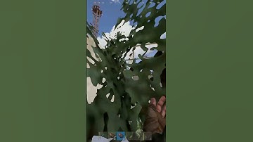 Rustafied Admin saves my Life #short