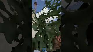 Rustafied Admin saves my Life #short Wealth