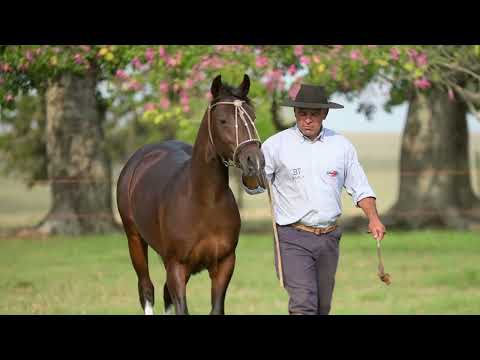 LOTE N - BASCO MONTE CARLO