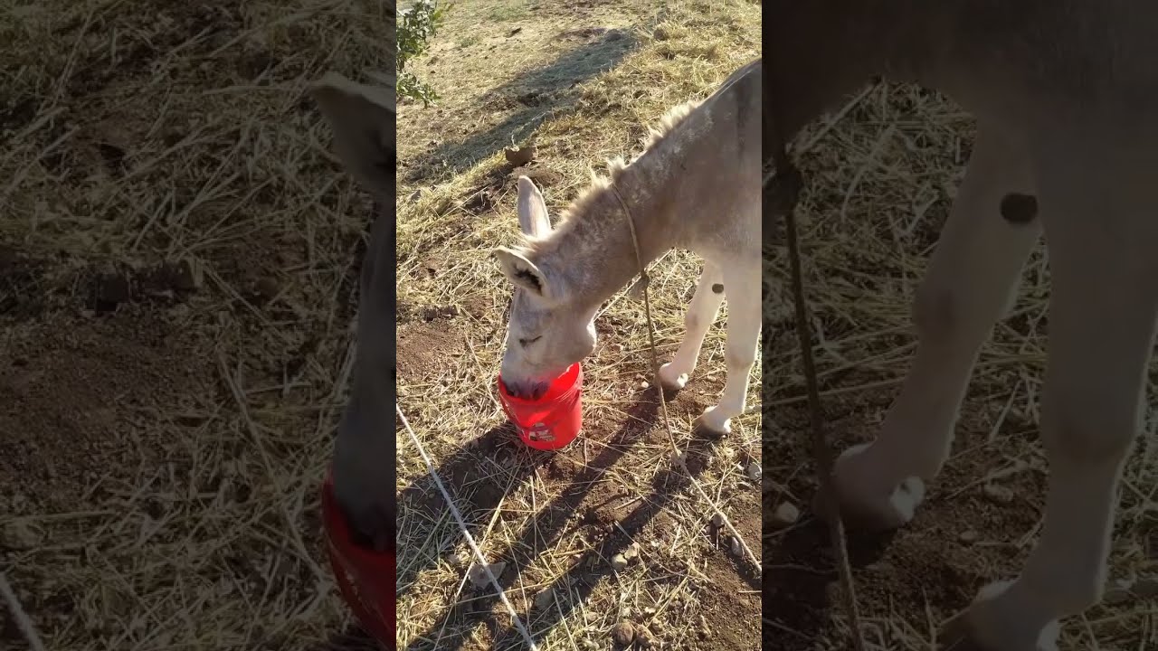 Thirsty Donkey Drinking From A Water Bucket Peaceful Village Life