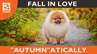 🍂Find Your Perfect Pup-kin At Petland by Everything Puppies 27,909 views 2 years ago 16 seconds