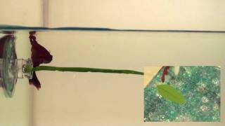 Zoo med betta bed leaf hammock Clearance