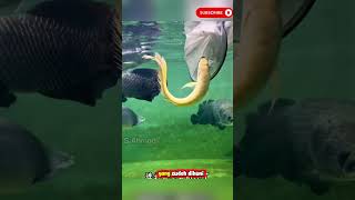 Man Dares To Put Albino Arowana Into Predator Aquarium arwana aquarium shorts