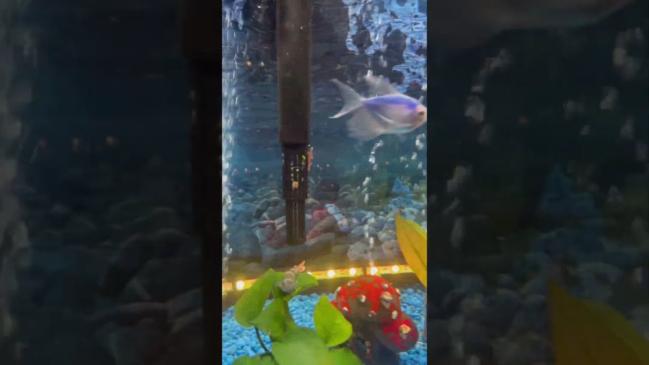 Fish Tank Drama: Tiny Ocean, Big Attitudes!😍 