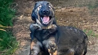 Animals Can&#39;t Stop Being Dramatic 🤣Funniest ANIMAL Videos 2025