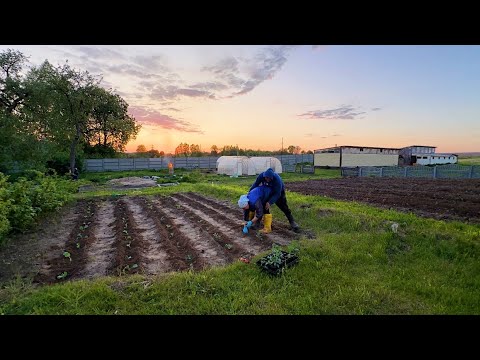 Видео: Мы все сделали правильно! Супер огород! От них нет спасения! Жизнь простых людей в деревне!