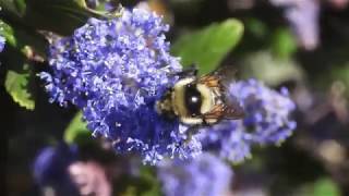 BumBee 20200227