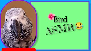 Bird "ASMR" With The Charming Cosmo Grey😂 #animals #pets #birds #asmr #funny #youtube #cute #love