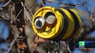 Community help needed tending Modesto garden full of flora, fauna and mystery