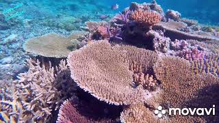 La Grande Barriera Corallina Biologa Marina Alessandra Giannascoli Musica Taylor Mosby - Oceans