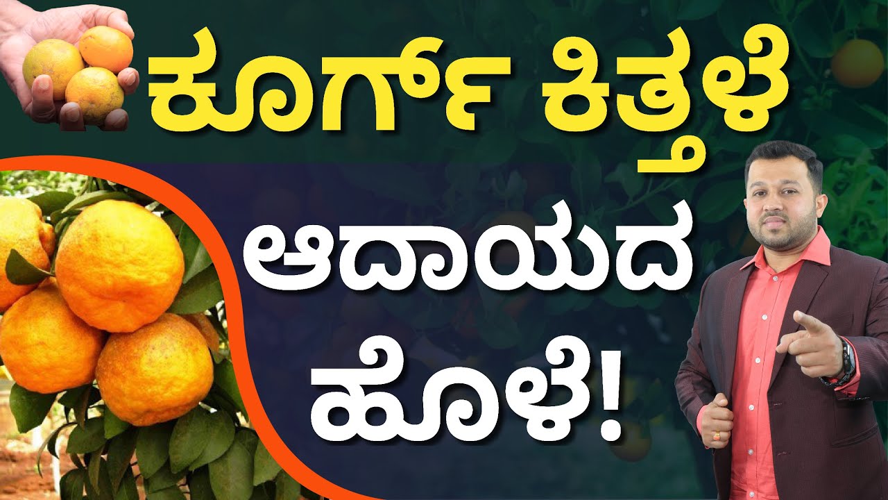 ಕಿತ್ತಳೆ ಬೆಳೆಯುವ ಹೈ ಯೀಲ್ಡ್ ಮತ್ತು ಲಾಭದಾಯಕ ವಿಧಾನಗಳು: Orange Farming in Kannada