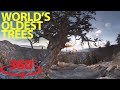 Step into an ancient forest in 360