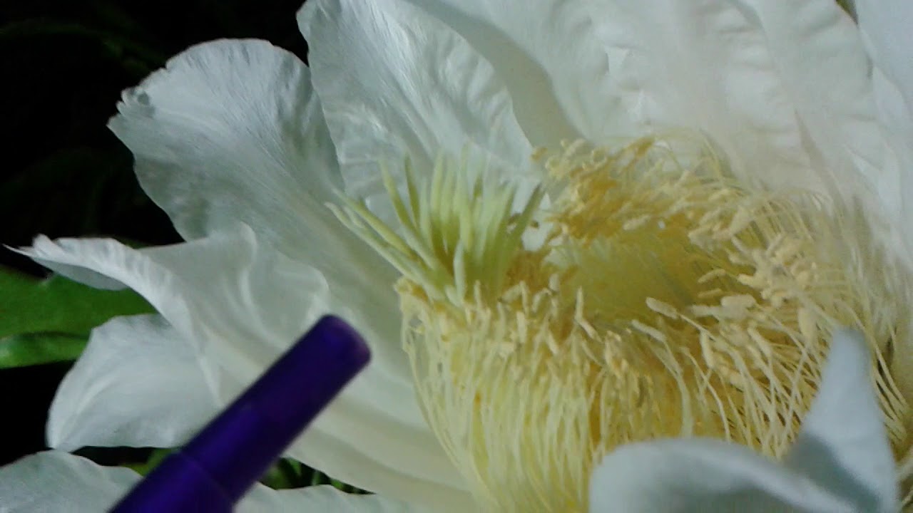 Do Dragon Fruit Need To Be Pollinated? Top Answer Update