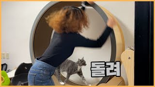 고양이 캣휠 쟤가 또 돌려줬습니다