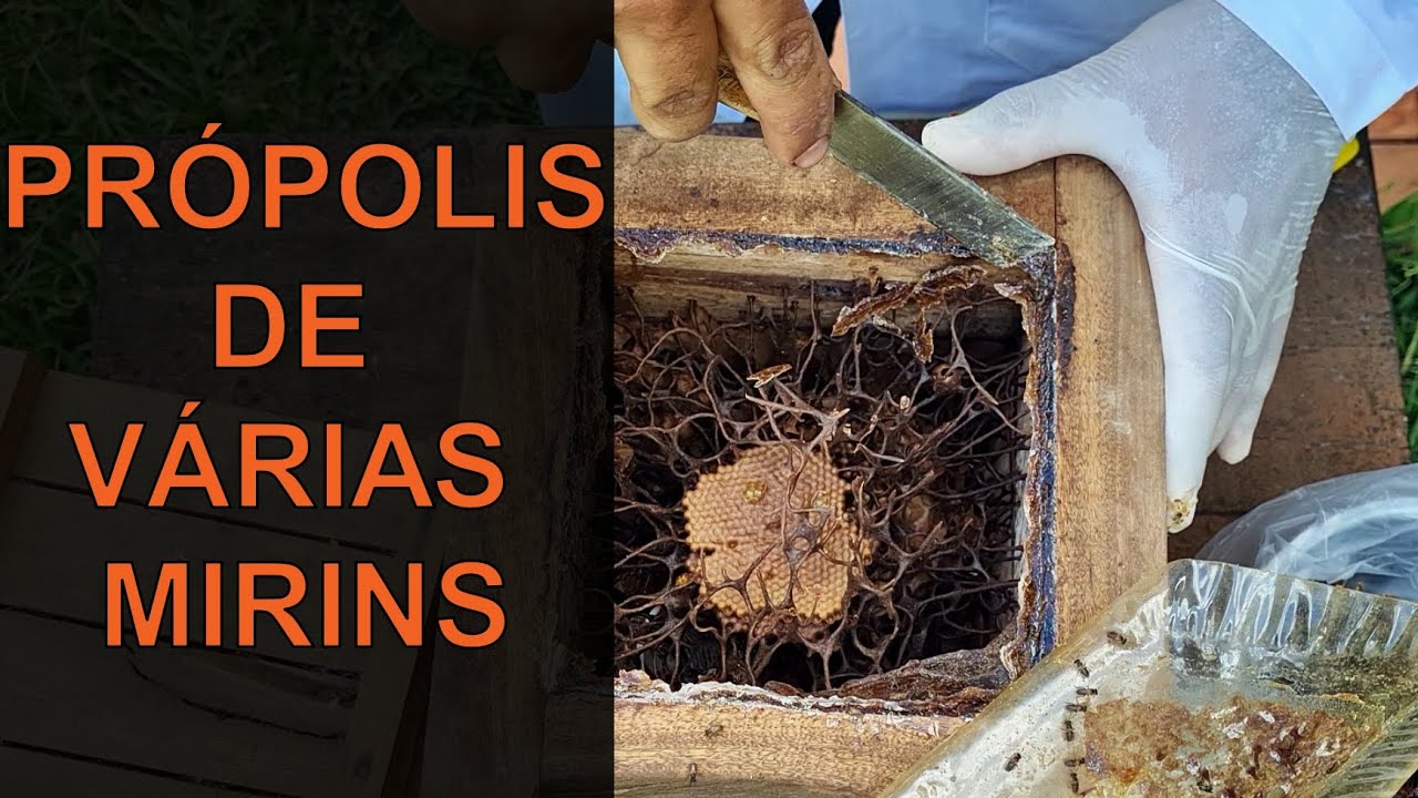 EXTRATO DE PRÓPOLIS DE ABELHAS NATIVAS