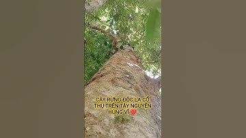 CÂY RỪNG ĐỘC LẠ CỔ THỤ TRÊN TÂY NGUYÊN HÙNG VĨ ĐẮK LẮK