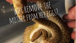 🐍 Why Remove the Mother From Her Eggs? 🧪