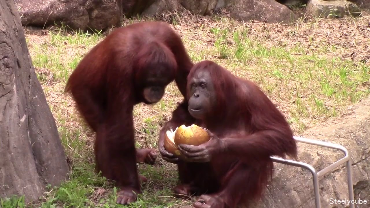 Orangutan family: mom got a coconut to herself