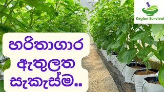 Poly tunnel in side technology/ හරිතාගාර ඇතුළත සැකැස්ම මොන වගේද /Ceylon Survival