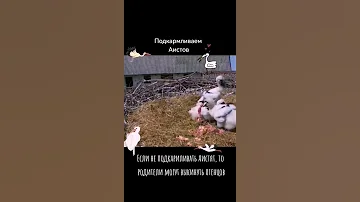 ВОТ ПОЧЕМУ НУЖНО ПОДКАРМЛИВАТЬ АИСТОВ