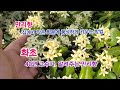 만리향 어린 화초를 풍성하게 키워서 꽃 많이 피게 하려면 꼭 이렇게 하세요 만리향 어린 화초를 풍성하게 키워서 꽃 많이 피게 하려면 꼭 이렇게 하세요