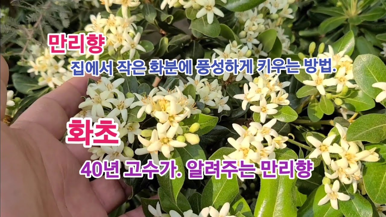 '만리향' 어린 화초를 풍성하게 키워서, 꽃 많이 피게 하려면 꼭!! 이렇게 하세요!!