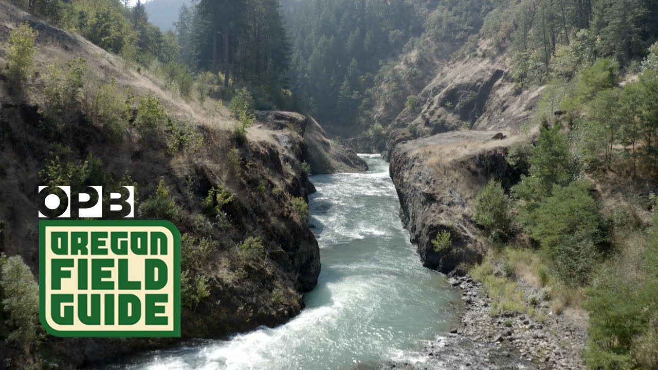 The White Salmon River after Condit dam Oregon Field Guide YouTube