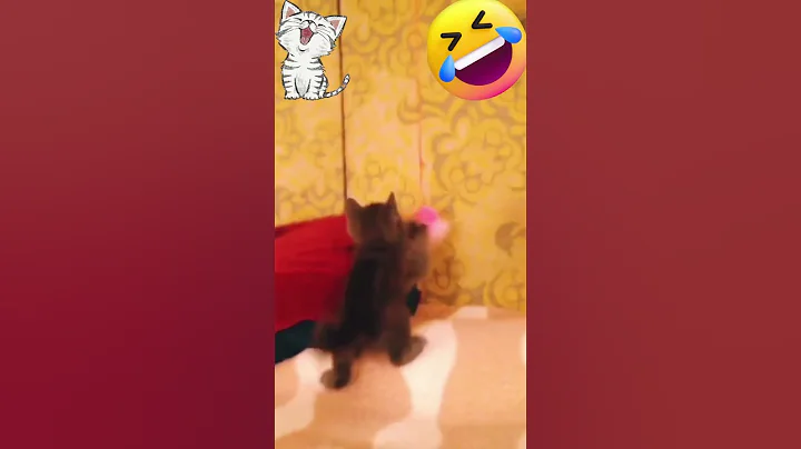 Video 1692721: british shorthair cat breed, britishshorthair cat animals funny, british domestic cat, britishshorthair baby cat, playing britishshorthair, popular cat breeds, funny cat jumping