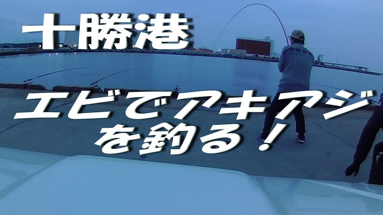 アルゼンチン赤エビでアキアジを釣る 十勝港のアキアジ釣り動画 Youtube アルゼンチン赤エビでアキアジを釣る 十勝港のアキアジ釣り動画 Youtube