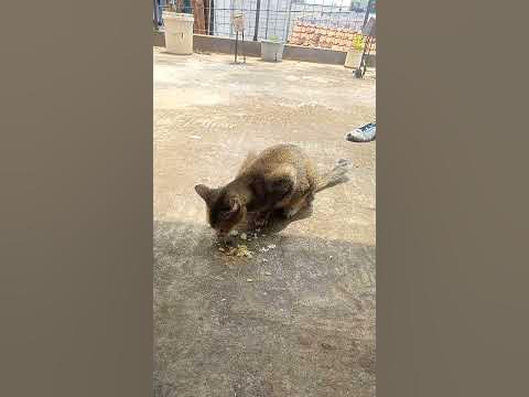KUCING MAKAN IKAN PART 3 - YouTube