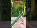 The Most Advanced Bamboo Tool Ever Built #primitiveskills #bamboo #BambooEngineering #DIYProjects