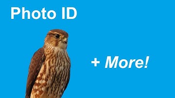 Why Is This a Merlin? (Sharpen Your ID Skills)