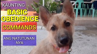 May Natutunan Ng Mga Kaunting Basic Obedience Commands Ang Aking Tuta (299)