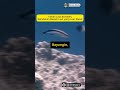 Bunaken, Surga Bawah Laut Indonesia! 🌊🐠