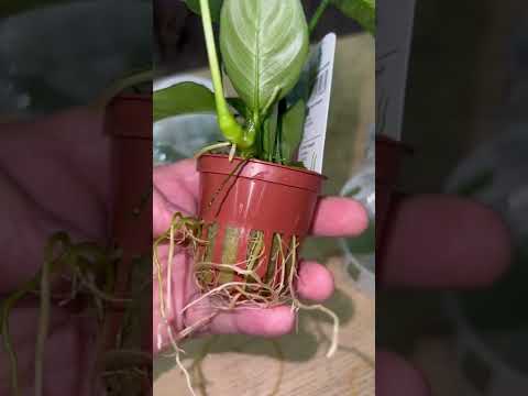 نبات حوض سمك شبيه نبات المونستيرا