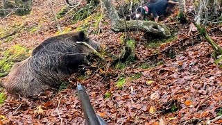 SALDIRGAN YABAN DOMUZU,KORKUSUZ AV KÖPEKLERİ,SIK ORMANDA AMANSIZ TAKİP!!!