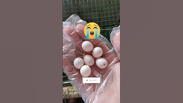 Kisah Serindit Breeding Yang Tidak Pernah Diungkapkan Gaiiss...