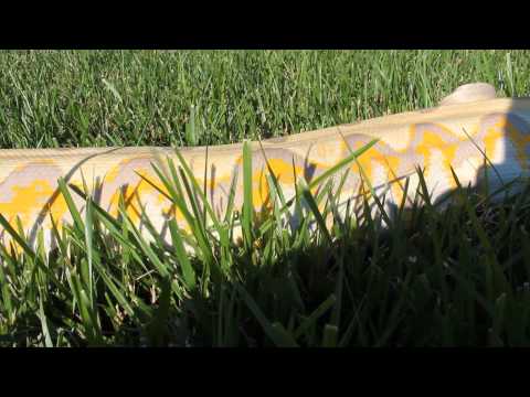 Purple Reticulated Python