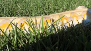 Purple Reticulated Python