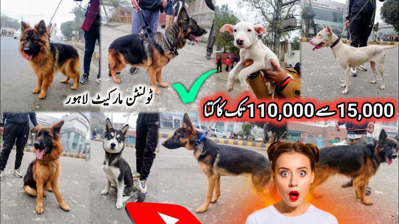 Lahore میں Dogs 🐕 Ki Mandi 21 December | Tollinton Market Lahore | Exploring with YASIR
