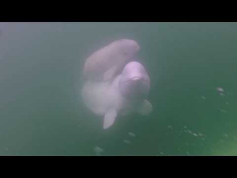 Beluga whales in Churchill with Lazy Bear Lodge