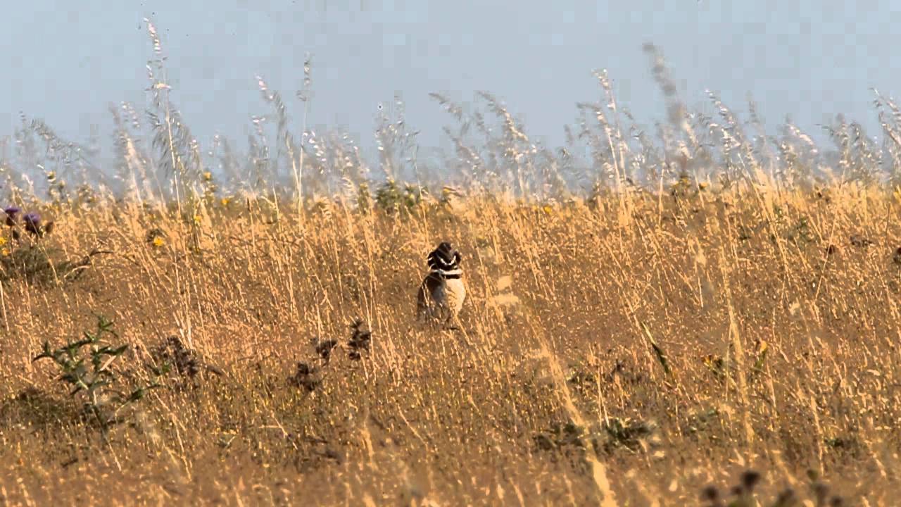 Little Bustard displaying