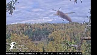 J E20261013 172845WillowTitVisits 173300BeeMaybeFliesBy J E20261013 172845WillowTitVisits 173300BeeMaybeFliesBy